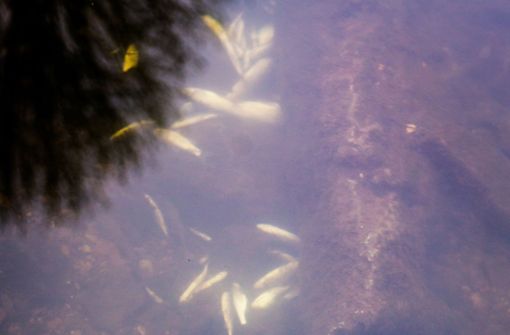 Tausende Fische sind in dem Fluss Schozach verendet. Foto: dpa