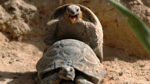 Tierisches Verlangen: Schildkröten paaren sich im Zoo von Kuwait City. Foto: dpa