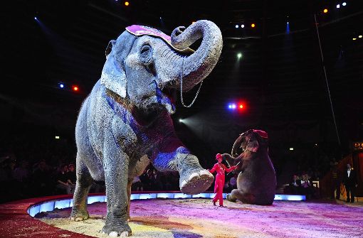 Der Circus Krone schließt eine Klage gegen das Stuttgarter Wildtierverbot  nicht aus. Foto: dpa