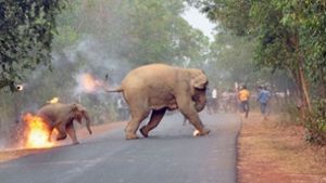 „Hell is here“ – die Hölle ist da, so lautet der Titel des Fotos, das ein brennendes Elefantenkalb und seine Mutter zeigt. Foto: Biplab Hazra/Sanctuary Wildlife Photography Awards 2017