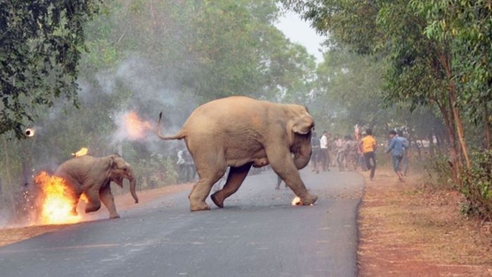 Bild von brennendem Baby-Elefanten wird ausgezeichnet