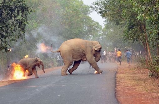 „Hell is here“ – die Hölle ist da, so lautet der Titel des Fotos, das ein brennendes Elefantenkalb und seine Mutter zeigt. Foto: Biplab Hazra/Sanctuary Wildlife Photography Awards 2017