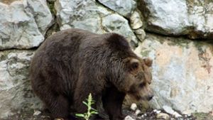 „Ninja“ nannten die Bewohner den Braunbären auf der Insel Hokkaido in Japan. (Symbolbild) Foto: IMAGO/Pond5 Images/IMAGO/xMetalSteinx