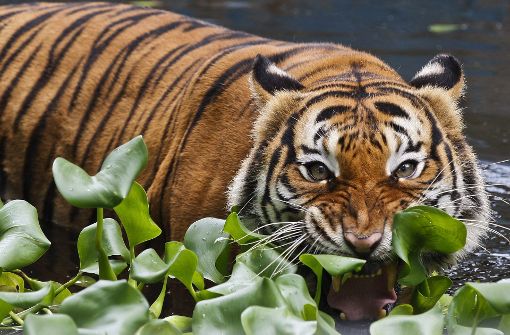 Ein Tiger hat in Hamerton Zoo Park in Huntigdon eine Wärterin angegriffen und getötet. (Symbolfoto) Foto: EPA