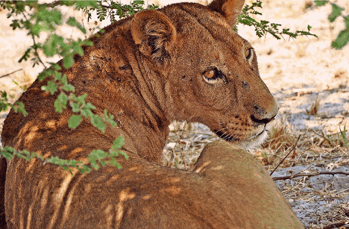 Löwen sind im Moremi Wildreservat häufig anzutreffen - und bei den Touristen ein beliebtes Fotomotiv.  Foto: wein