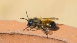 Bienen im Rollkasten – ein Fall für den Kammerjäger (Symbolbild) Foto: imago images/F. Hecker