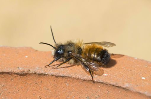 Bienen im Rollkasten – ein Fall für den Kammerjäger (Symbolbild) Foto: imago images/F. Hecker
