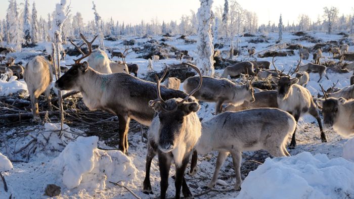 Wilderer erschießen mehr als 1000 Rentiere in Sibirien