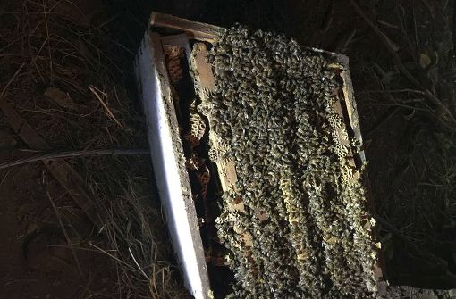 Die Bienenstöcke waren nicht mehr zu retten. Foto: Auburn Police Department