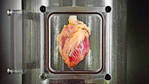 Dieses menschliche Herz entstand teilweise im ­­­Bioreaktor. Foto: Jank/Ott Lab