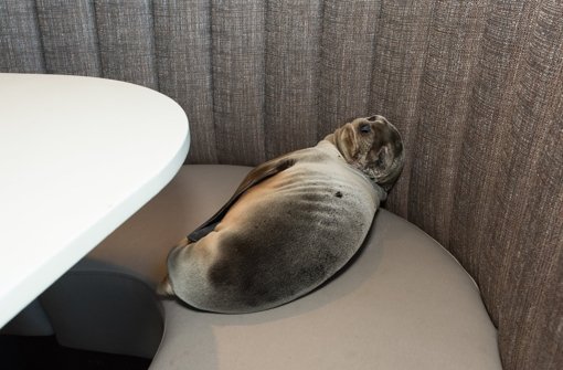 Dieses Seelöwenbaby hatte sich in ein Restaurant eingeschlichen. Foto: dpa