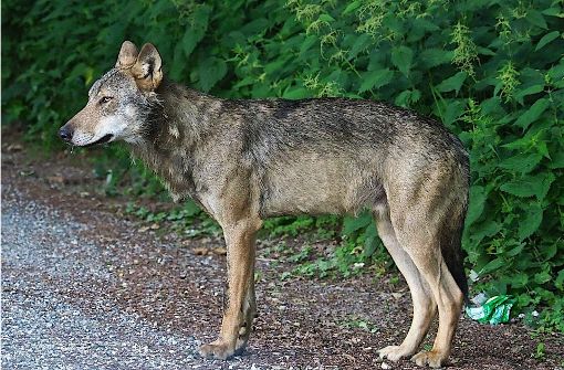 Der Wolf bei Stockach (Baden-Württemberg), aufgenommen am 25.06.2017. Foto: Peter Riegel/Forstliche Versuchs- und Forschungsanstalt Baden-Württemberg/dpa