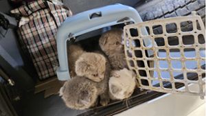 Die Polizei fand 18 in Transportboxen gepferchte Katzenbabys. Foto: dpa