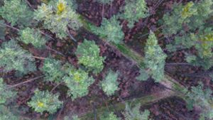 Viele vor wenigen Jahren gepflanzte Buchen stehen mit braunen Blättern in Bodennähe in einem über die nächsten zwei Jahrzehnte absterbenden Kiefernwald. Foto: Daniel Löb/dpa