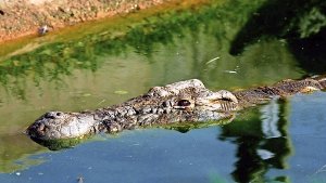 Ein Krokodil hat eine 25 Jahre alte Schwangere in Uganda gefressen. Foto: EPA