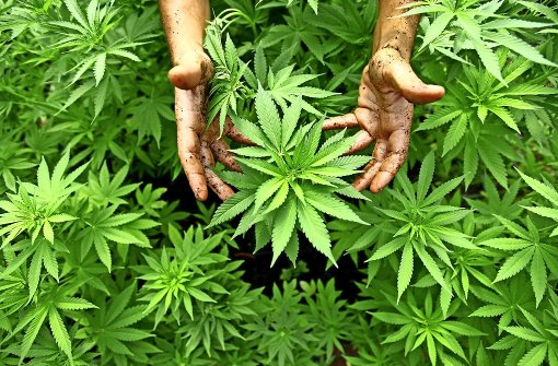 Cannabis oder Hanf ist als Einstiegsdroge berüchtigt. Die Droge kann jedoch auch als Medizin verwendet werden. Foto: dpa