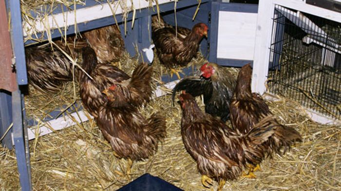 Hühner in Mülltüte zum Sterben ausgesetzt 