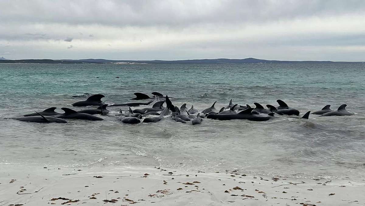 Australien: 70 Wale an Westküste gestrandet