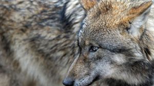 Drei Wölfe lassen sich derzeit in Baden-Württemberg sicher nachweisen. Foto: dpa/David-Wolfgang Ebener