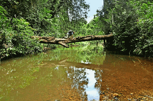 Oben grüner Blätterwald, unten Wasser mit Blutegeln: Deshalb überquert unser Autor den Fluss lieber auf allen vieren. Foto: Cosima Barletta/Eichmüller