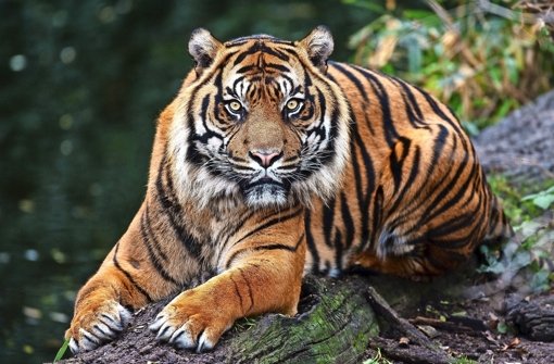 Wahrlich von imposanter Gestalt: Sumatra-Tiger Carlos, hier im Dezember 2006 Foto: Harald Löffler