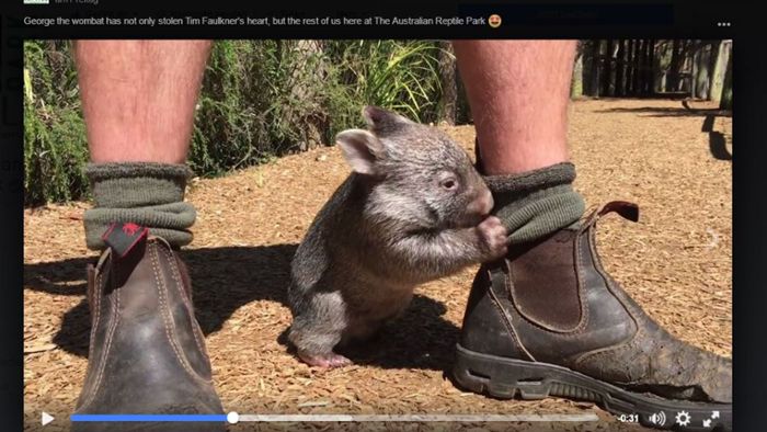 Baby-Wombat George ist außer Rand und Band