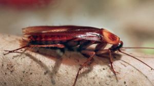Kakerlaken (Küchenschabe, cockroach, cucaracha) gehören zur Familie der Blattidae. Sie leben mit Vorliebe in menschlichen Behausungen, wo sie als Vorratsschädlinge ihr Unwesen treiben. Im menschlichen Körper haben sie definitiv nichts verloren. Foto: dpa