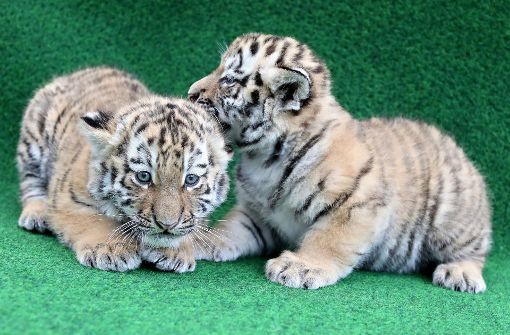 Die zwei kleinen Amurtiger-Zwillinge mischen den Leipziger Zoo auf und erweitern den Bestand ihrer Art. Foto: dpa