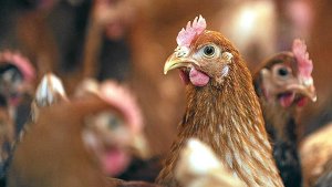 Ab April 2015 muss in der EU die Herkunft des Huhns deklariert werden Foto: dpa