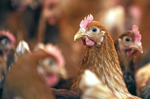 Ab April 2015 muss in der EU die Herkunft des Huhns deklariert werden Foto: dpa