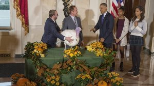Den beiden Thanksgiving-Truthähne Makkaroni und Käse (Foto) wird ganz offiziell von US-Präsident Obama und seinen Töchtern Sasha und Malia das Leben geschenkt. Foto: dpa