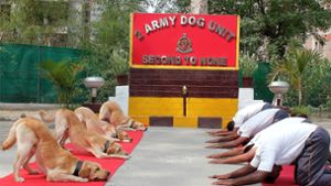 Am fünften Weltyogatag bringen sich sogar indische Diensthunde in die Yogaposen. Foto: AFP