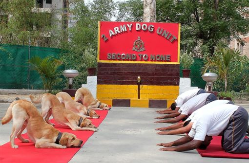 Am fünften Weltyogatag bringen sich sogar indische Diensthunde in die Yogaposen. Foto: AFP