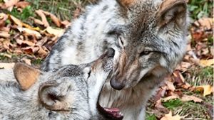 Wölfe ziehen sich für die Paarung von ihrem Rudel zurück Foto: Denis Pepin – Fotolia