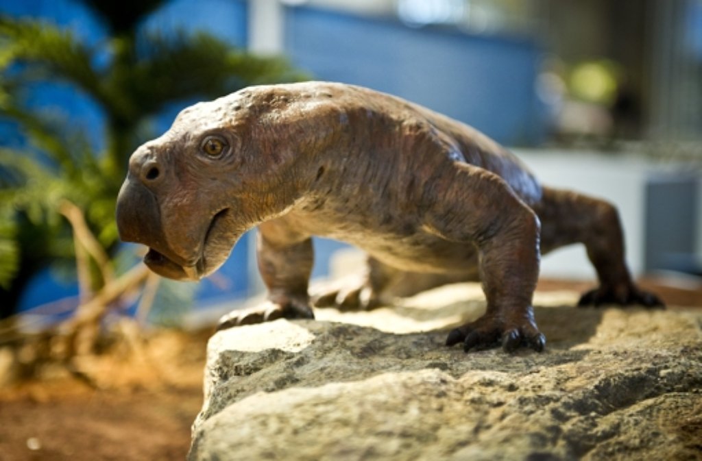 Sieht recht gefährlich aus, war aber ein Pflanzenfresser: ­Diictodon lebte im Perm (299 bis 252 Millionen ­Jahre), erreichte das Gewicht eines Bullen und war ein Vorfahre der ­Säugetiere.