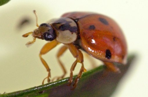 Der asiatische Marienkäfer hat sich bei uns mittlerweile weit verbreitet. Inwieweit das Fraßverhalten des Käfers Auswirkungen auf die hiesige Marienkäferfauna hat, muss in den nächsten Jahren beobachtet werden Foto: dpa