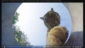 Der Tiger im Video streckt seine Pfote nach der Kamera aus. Foto: Screenshot Facebook / @zoo.koeln