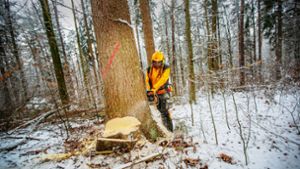 Winter ist die Hochsaison um Bäume zu fällen. Foto: Roberto Bulgrin