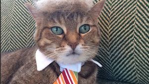 Online kennt die Kreativität keine Grenzen: Unter dem Hashtag Trumpyourcat stellen User Katzenbilder online, die ihre Stubentiger mit der Trump-Tolle zeigen. Screenshot: StZ