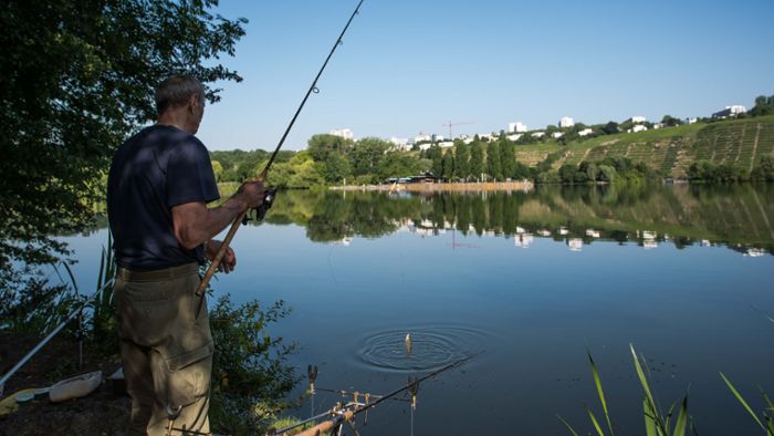 Fischbestand in Max-Eyth-See und Neckar geht zurück