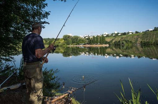 Die Angler an Max-Eyth-See und Neckar machen sich Sorgen um den Fischbestand – nicht zuletzt wegen der Kormorane Foto: Lichtgut/Max Kovalenko