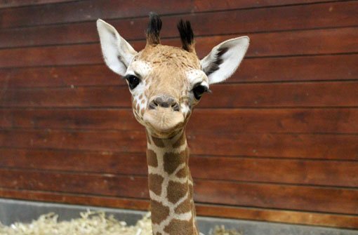Schon ganz neugierig und aufgeweckt schaut das Giraffenkind aus der Stuttgarter Wilhelma in die Kamera. Foto: Wilhelma