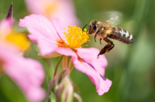In der Wilhelma können die Besucher am Sonntag, 6. September, Wissenswertes über die Honigbiene erfahren. Foto: dpa