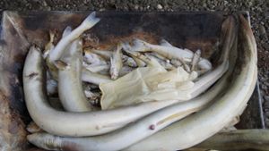 Rückblende: Anfang September 2015 starben im Max-Eyth-See viele Fische, weil  für sie wegen der Witterung und des Algenwachstums zu wenig Sauerstoff im Wasser  übrig geblieben war. Foto: dpa