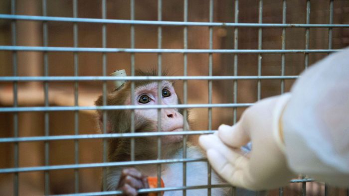 Tierärztin zur Hirnforschung an Affen: „Wir dürfen nicht den Respekt gegenüber Tieren verlieren“