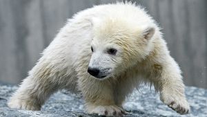 Der kleine Eisbär Wilbär sorgte für den absoluten Besucherrekord in der Wilhelma Foto: dpa