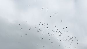 Nein, nicht Hitchcocks Horrorfilm „Die Vögel“: Über 100 Störche nutzen am Dienstag die Thermik in Ludwigsburg Foto:  