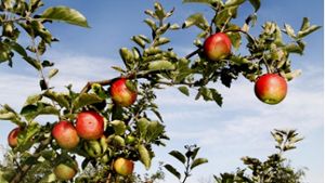 Die Bäume tragen dieses Jahr reichlich Obst - doch die Streuobstpreise im Land sind wenig erfreulich. Darunter leiden auch mittelständische Keltereien. Foto: StN