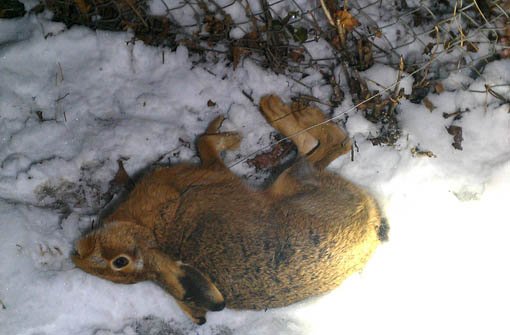 Ein toter Hase in einer Drahtschlinge und weitere Spuren eines Wilderers findet die Polizei in Fellbach. Foto: Polizei