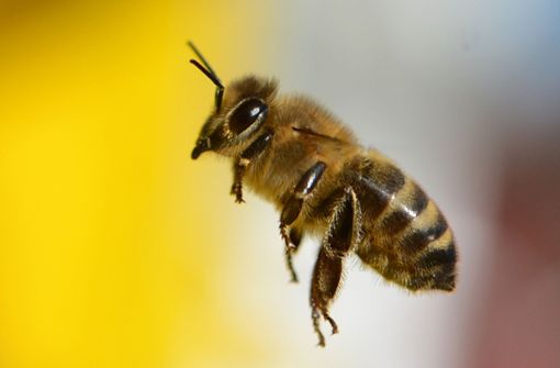 Wild- und Honigbienen sind rein äußerlich schwer zu unterscheiden. Auf diesem Foto sieht man eine Wildbiene. Foto: dpa